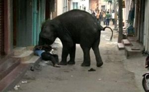 Dirawat 3 Hari, Korban Amukan Gajah di Tebo Meninggal Dunia