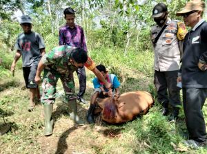 Breaking News: Satu Ekor Sapi Warga Diduga Diterkam Harimau