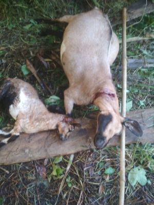 Ternak Warga Tran Nalo Merangin Dimangsa Harimau 