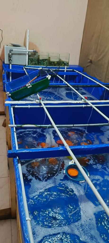 Kolam penyimpanan benih lobster.  (Foto: istimewa)