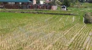 520 Hektar Sawah di Kota Jambi Siap Ditanami Padi
