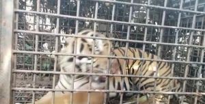 Harimau yang Resahkan Warga Nalo Kena Prangkap