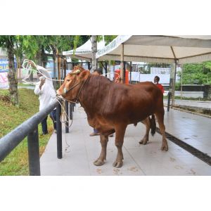 Antisipasi PMK, Dinas PKP Kota Jambi Perketat Lalu Lintas Hewan Ternak