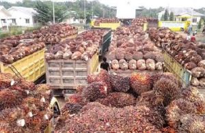 Petani Sawit Minta Pemerintah Segera Cabut Kebijakan Larangan Ekspor CPO