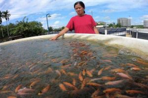 Produksi Benih Ikan di BBI Capai 1,2 Ton 