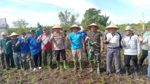 Bupati Tanjungjabung Barat Ikuti Tanam Padi Perdana di Sungai Nibung 