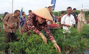 Panen Perdana Cabai di Bagan Pete, Upaya Kendalikan Inflasi 