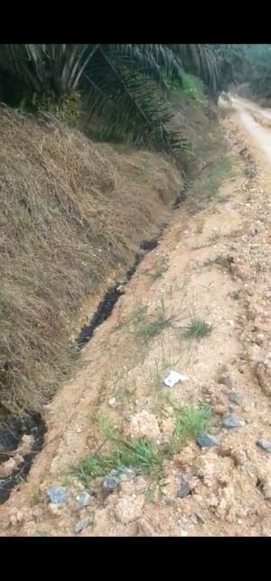 DLH Tanjab Barat Benarkan Adanya Dugaan PT. IIS Buang Limbah Sembarangan