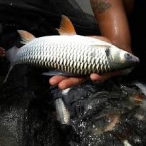 Suplai Ikan Terganggu, Fasha : Kami Siapkan Dana BTT Antisipasi Lonjakan Harga 