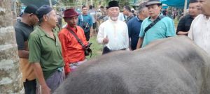 Mashuri Serahkan Kerbau untuk Bantai Adat