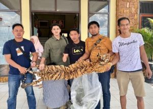 Penjual Kulit Harimau di ringkus Polisi