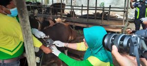 Jelang Idul Adha,  Seribu Hewan Kurban Sudah Terdata di Kota Jambi 