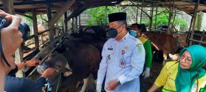 Tahun Ini, Pemkot Jambi Bakal Sembelih 247 Hewan Kurban 