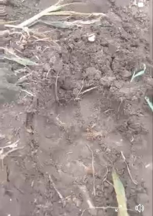 Jejak Harimau Di Kebun Jeruk di Gunung Raya Resahkan Warga