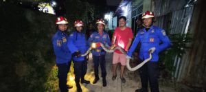 Ular Sanca Berukuran Besar Masuk ke Pemukiman Warga di Kota Jambi, Warga Panik