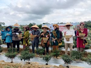 Upaya Tangani Inflasi, Pj Wali Kota Jambi Panen Cabai Bersama Kelompok Tani