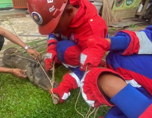 Damkar Kota Jambi Cepat Tanggap Selamatkan Warga dari Ancaman Biawak Mengamuk