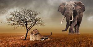 Gajah Mati Diduga Terseret Banjir