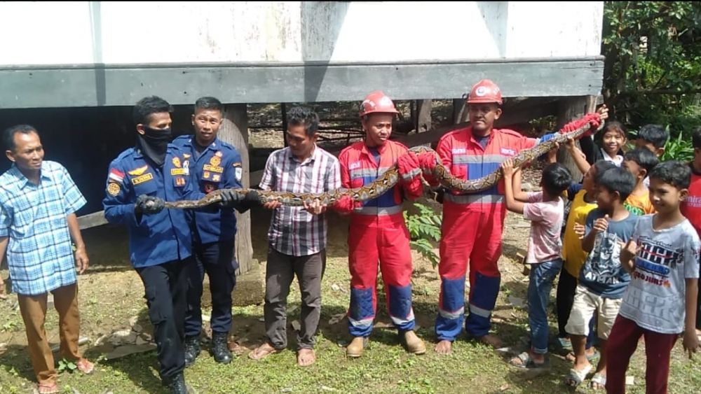 Evakuasi ular Piton di Kota Jambi oleh petugas Damkartan.