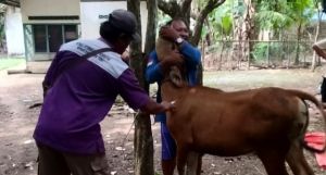 Disbun Tebo Lanjutkan Vaksin PMK Kedua Hingga Akhir Februari 2025