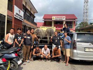 Polres Merangin Tangkap 3 Pencuri Kerbau Asal Sarolangun 