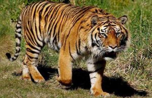 BKSDA Jambi Kaji Penambahan Harimau Sumatera di Taman Rimba