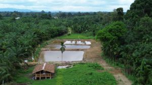 Progres Program Ketahanan Pangan TMMD 100 Persen, Ini Itemnya