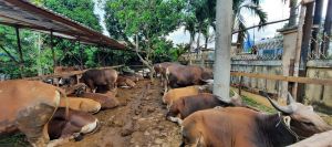 Jelang Iduladha, Kebutuhan Hewan Kurban di Kota Jambi Capai 3.990 Ekor, Pasokan Baru 40 Persen