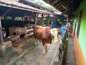 Sapi Kurban Presiden Prabowo Tiba di Jambi, Dirawat Ketat Menjelang Iduladha