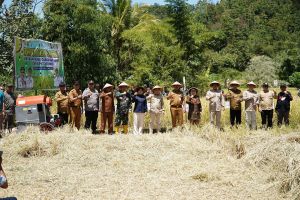 Bupati Kerinci Dampingi Gubenur Pertisun dan Panen Padi di Renah Pemetik