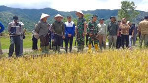 Bupati Kerinci bersama Dandim 0417/Kerinci Hadiri Panen Padi 