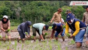 Dukung Swasembada Pangan Nasional, Bupati Tanam Padi Bersama Masyarakat 