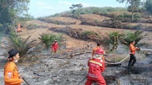 Kebun Sawit di Sungai Alai, Tebo Tengah Terbakar, BPBD: Pemilik Belum Diketahui