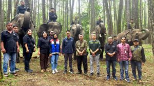 Hari Gajah Sedunia 2025, Pertamina Patra Niaga Dukung Konservasi Gajah Sumatera