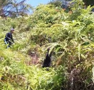 PT Tebo Indah Tak Rawat Kebun Mitranya, Mantan Karyawan: Selama 5 Tahun Ini Hanya Sekali Pemupukan