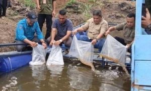 Kades Lubuk Napal diduga Langgar Kesepakatan Ketahanan Pangan Budi Daya Ikan