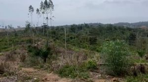 Upah Pemetaan 52 Hektare Tak Dibayar, Ketua Gemakato Tebo Polisikan Oknum KAHMI