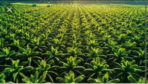 Dualisme Koperasi Sawit PT Tebo Indah Disorot, Disperindagkop Tebo Minta Pengurus Bersatu