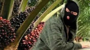 Diduga Rekayasa Surat, Lahan Sengketa Dipanen Oknum Brimob