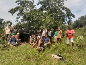 Warga Diminta Waspada! Harimau Mangsa Sapi di Perbatasan, Wisata Air Terjun Ditunda