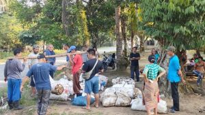 Harga Karet Tak Tumbang di Tengah Musim Panas, Petani Bungo: Sulit Tapi Harus Jalan