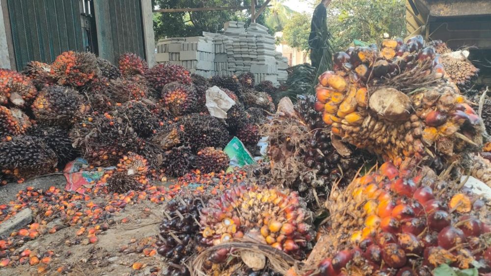 Ketergantungan Komoditas Masih Dominasi Ekonomi Jambi, Petani Hadapi Ketidakpastian Harga