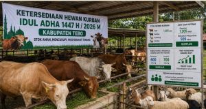 Stok Hewan Kurban di Tebo Aman, Sapi hingga Domba Dipastikan Cukup