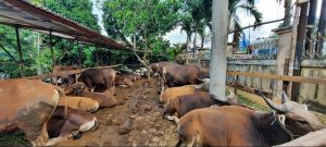 Satgas Hewan Kurban Mulai Sidak Penjualan di Kota Jambi