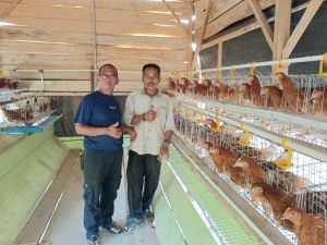 Dana Desa Jadi Modal Bisnis, Ayam Petelur Tebing Tinggi Disiapkan Jadi Sumber Ekonomi Baru Warga