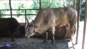 Sapi 836 Kilogram Asal Jambi Jadi Kurban Presiden Prabowo
