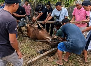Warga Lorong Fuso Gelar Pemotongan Hewan Kurban, Wujud Kebersamaan di Hari Raya Idul Adha