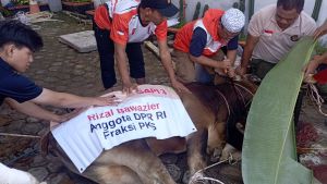 PKS Jambi Tebar Kepedulian di Iduladha 1447 H, Sembelih 28 Sapi dan 13 Kambing