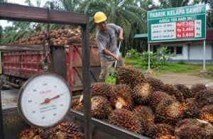 Harga TBS di Bawah Ketentuan Dinilai Ancam Ekonomi Desa, Pengamat Soroti Tata Niaga Sawit