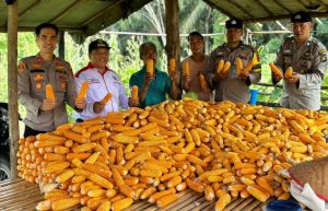 Polsek Bathin VIII Perkuat Ketahanan Pangan Lewat Pengembangan Budidaya Jagung